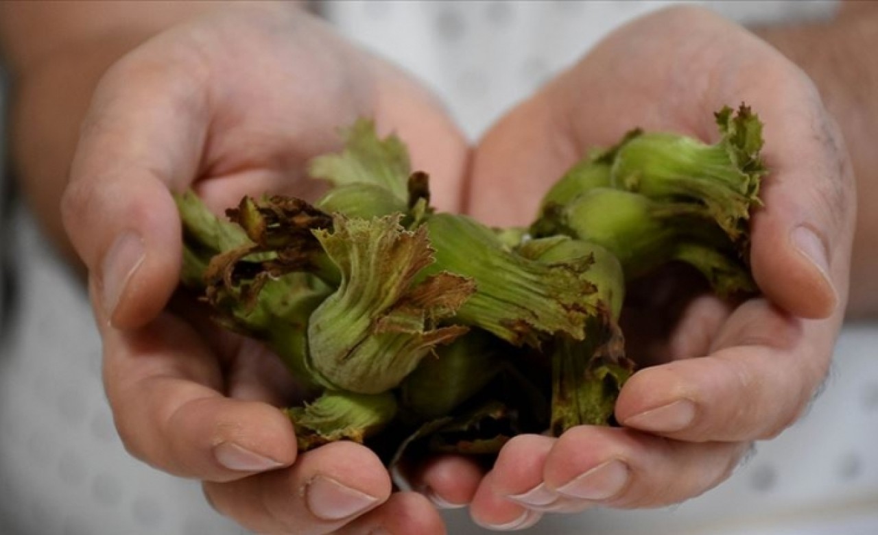 Fındığın yara iyileşmesini hızlandırdığı belirlendi