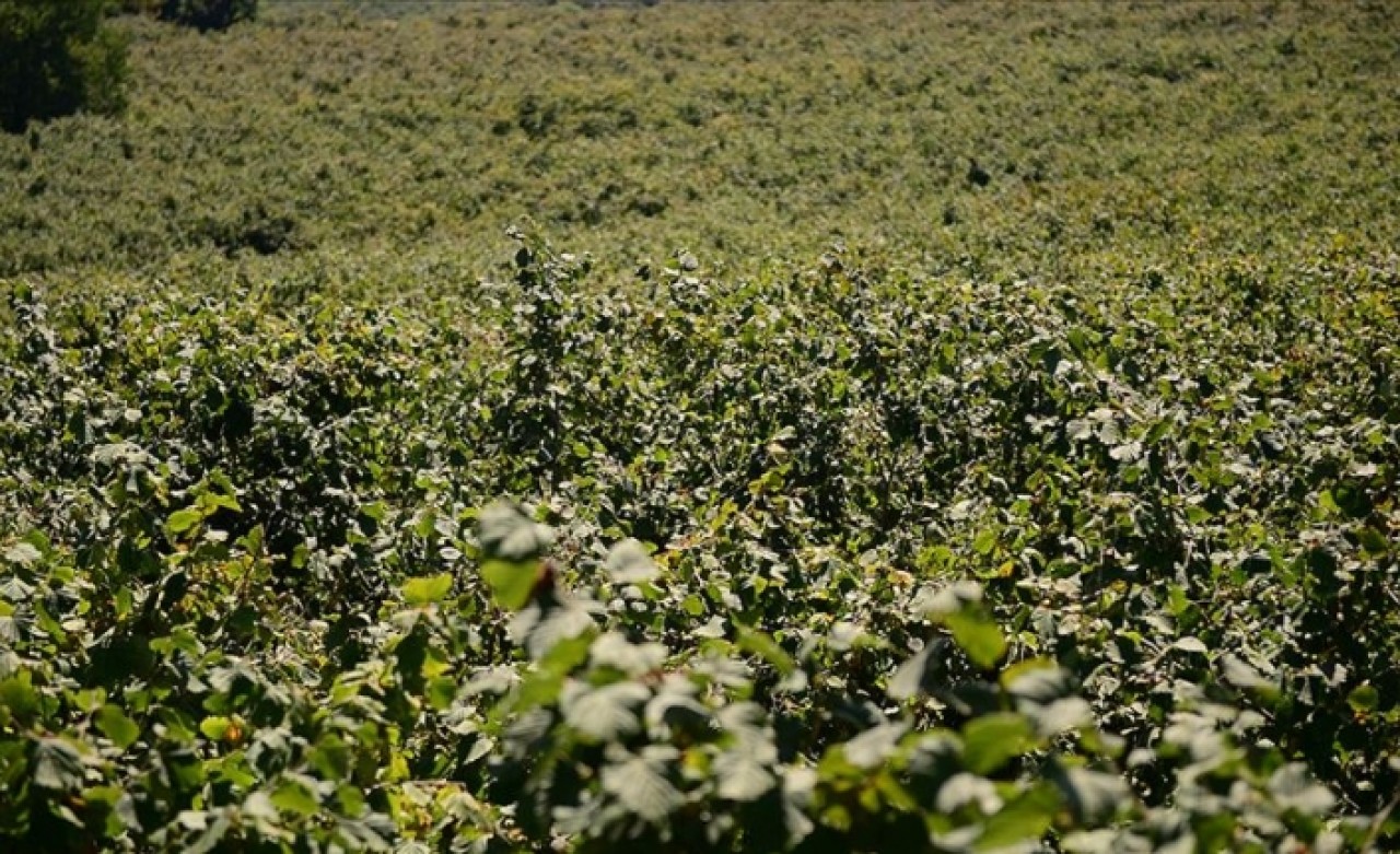 Fındık üreticilerine 'acele etmeyin' çağrısı