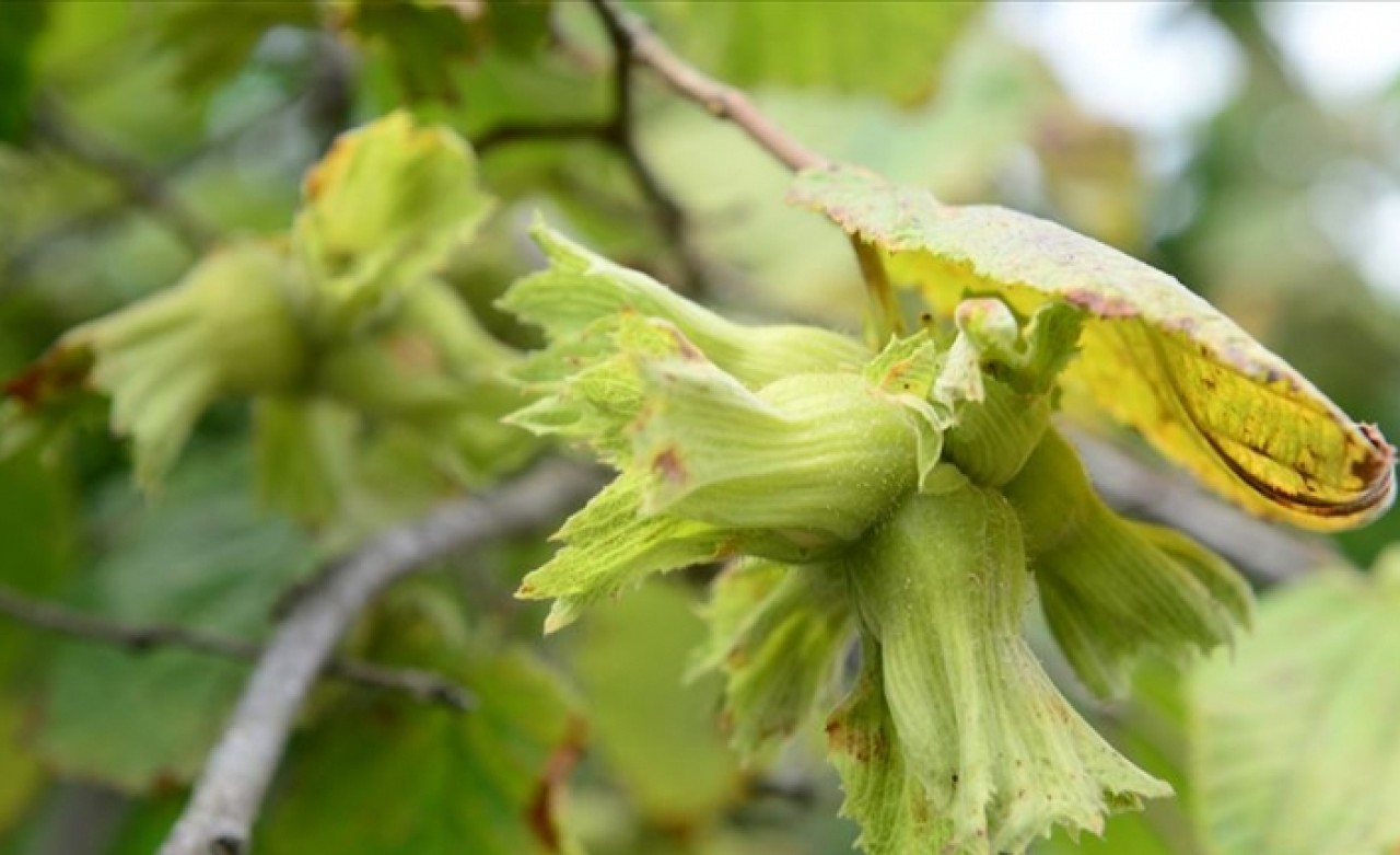 FİSKOBİRLİK 19 Ağustos'ta alıma başlayacak