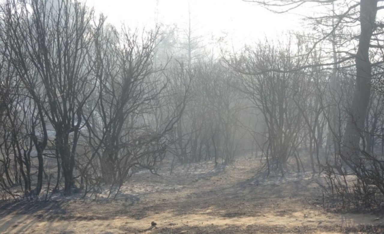 Gelibolu'daki yangın söndürüldü