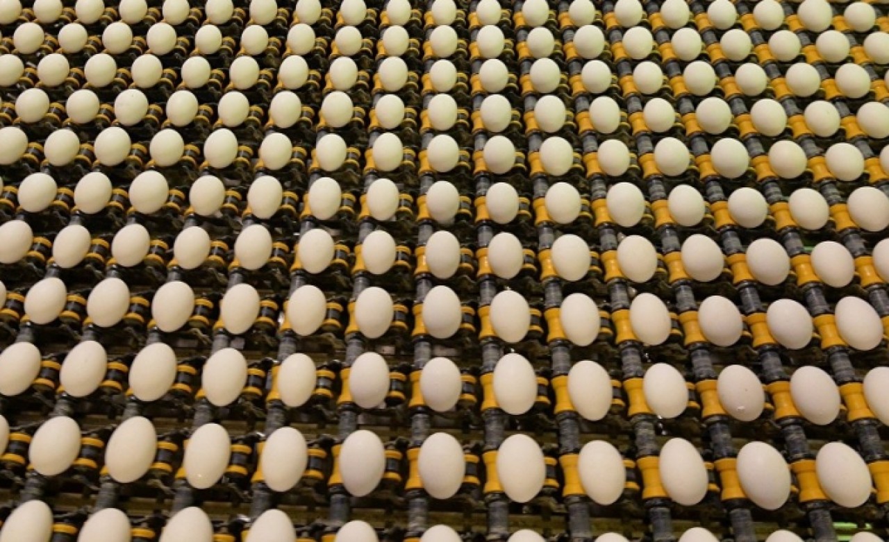 Irak Tarım Bakanı ‘yumurta ithali’ için Türkiye'ye davet edildi