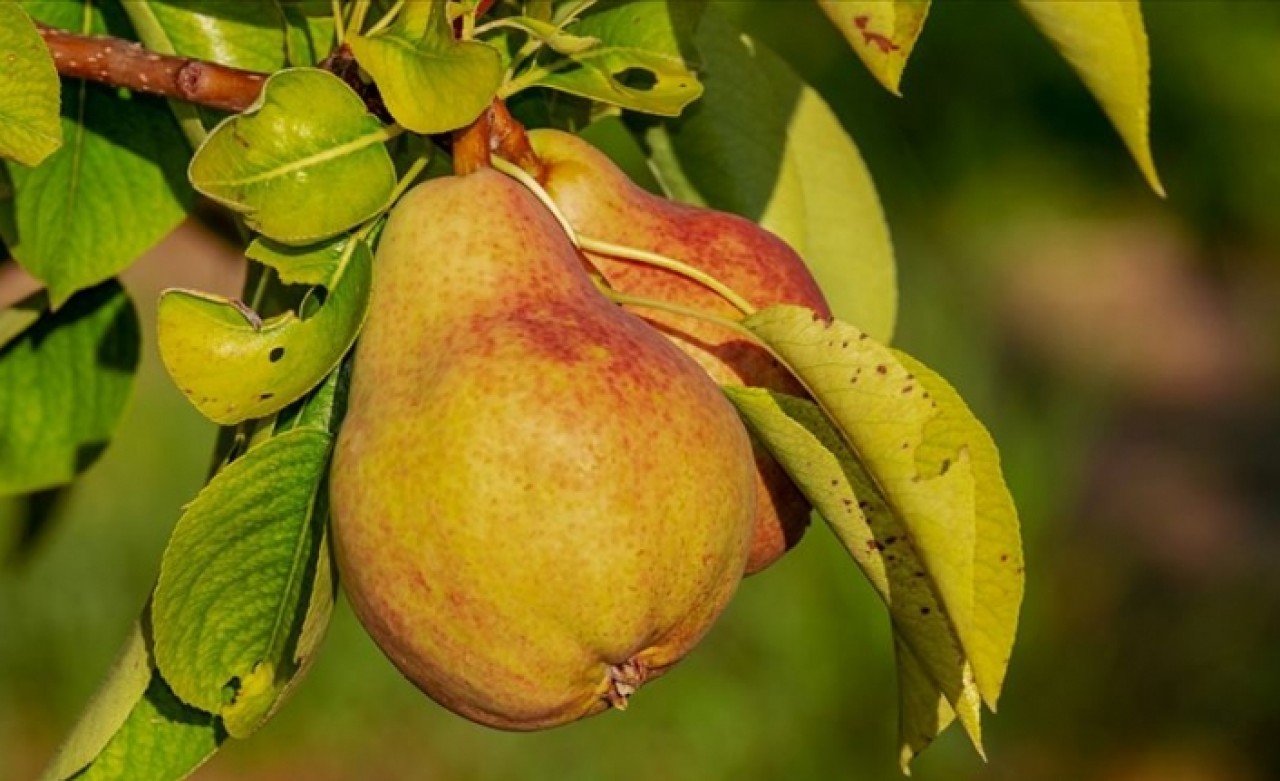 'İştah kontrolü sağlayan armut zayıflamaya yardımcı oluyor'