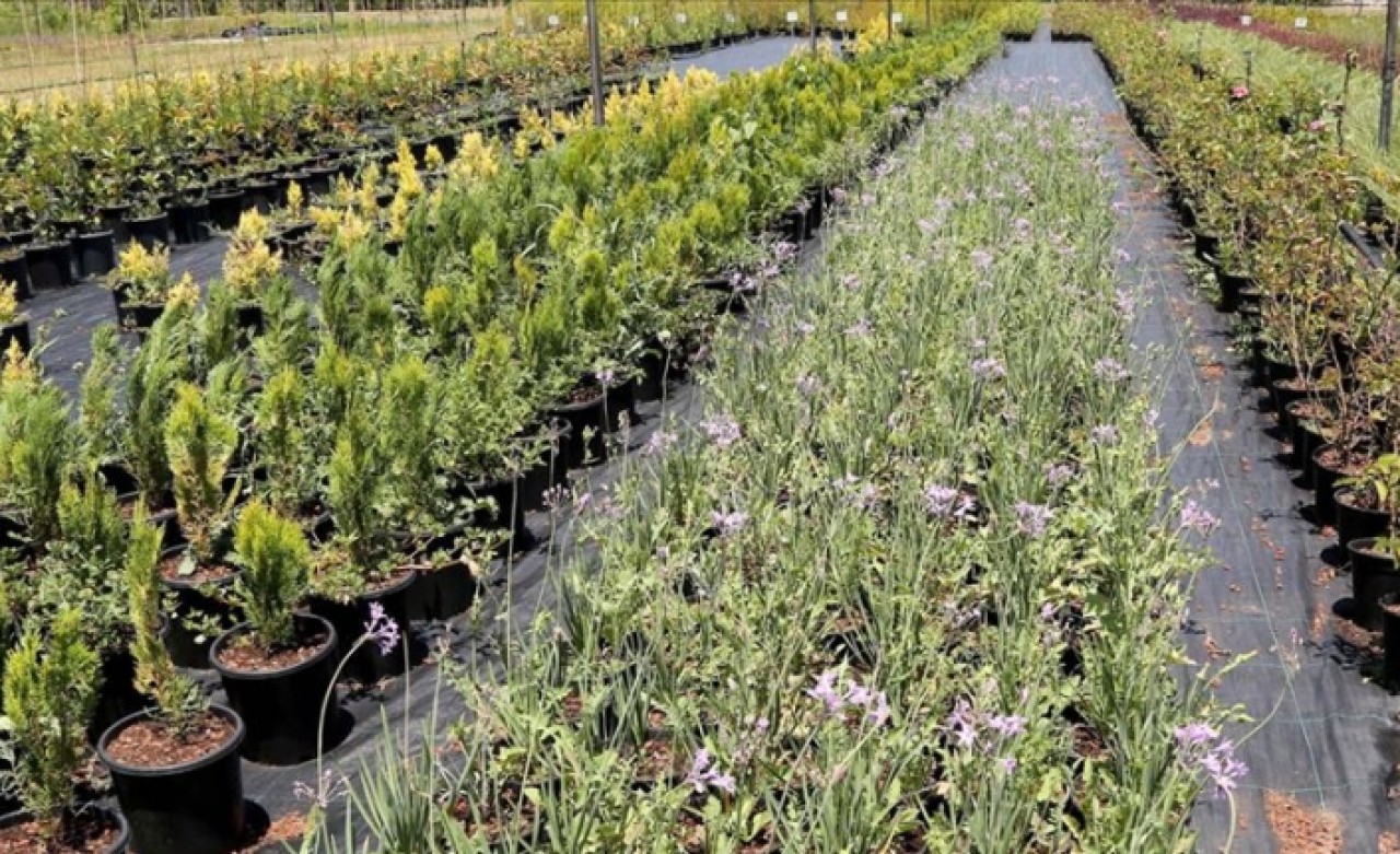 İthal edilen canlı bitkiler gözetime tabi tutulacak