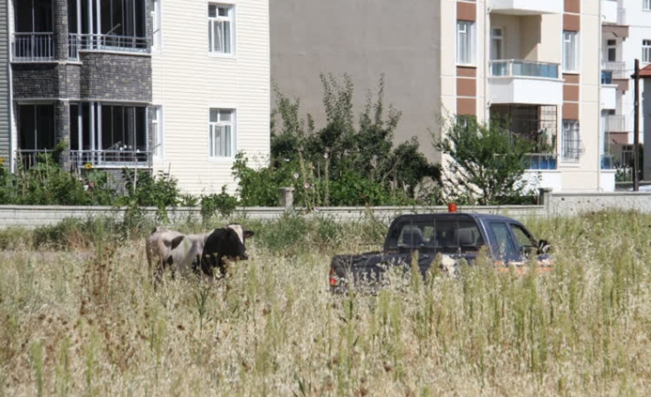 Kaçan kurbanlık iğne vurularak yakalandı