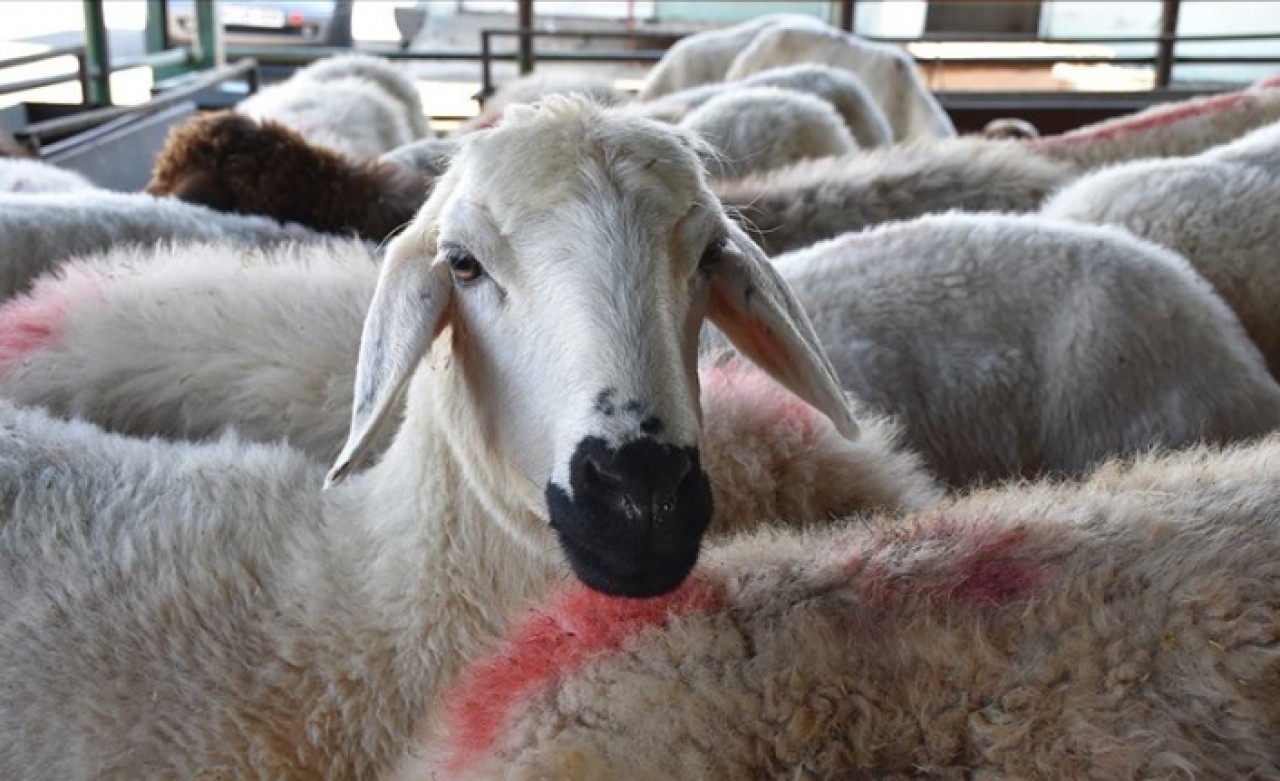 Kasaplardan 'kurbanlık' için öneriler