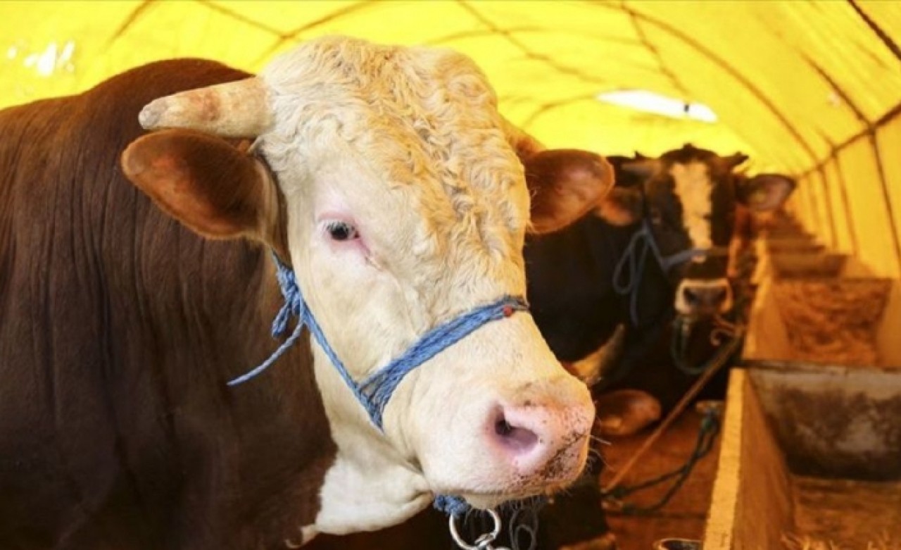 Kurban pazarından 400 bin TL’lik hırsızlık