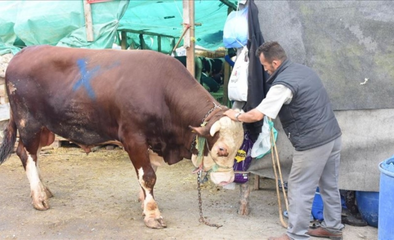 Kurban pazarının 'Paşa'sı 25 bin liraya satıldı