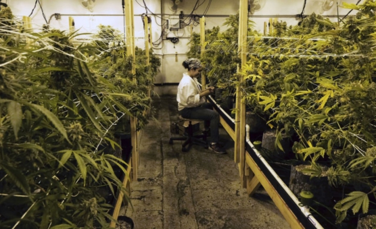 Lüksemburg,  esrarı tamamen yasallaştıran ilk Avrupa ülkesi olacak