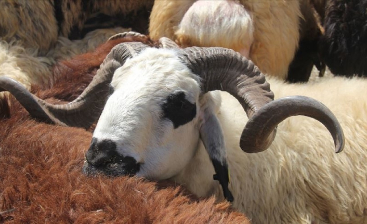 'Makbuz veya belgesiz kurbanlık almayın'