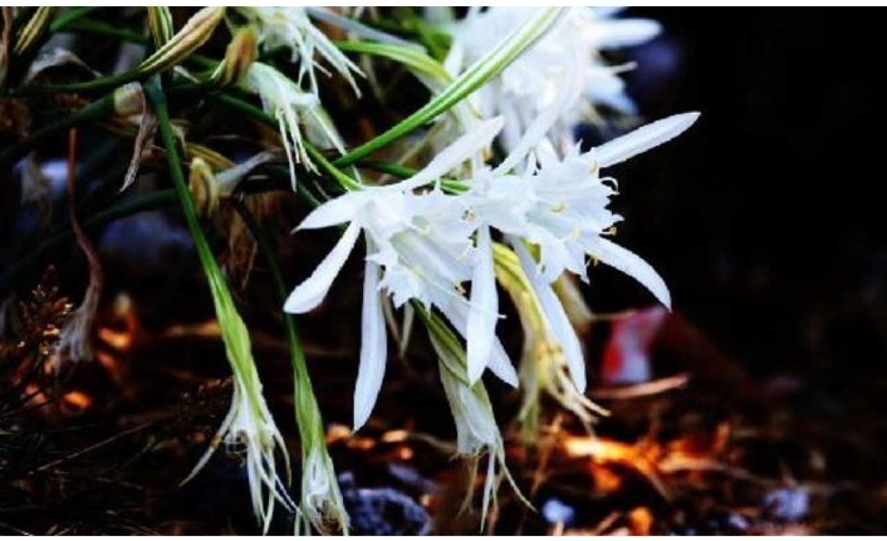 O çiçeği koparmanın cezası 48 bin 625 lira