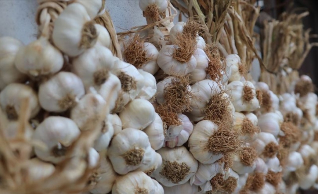 Sarımsak üreticisi fiyattan memnun