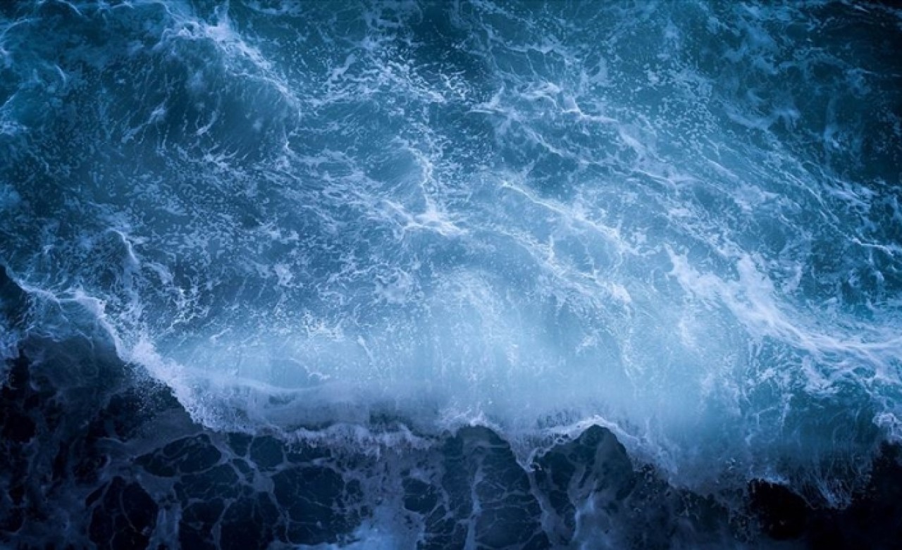 Tasarı onaylandı! Nesli tükenmekte olan deniz canlıları korunacak