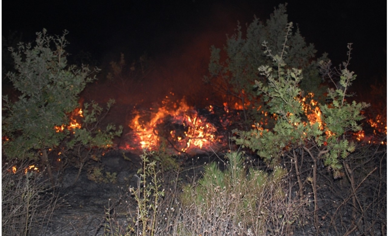 Tekirdağ'daki orman yangınında 150 dönüm alan zarar gördü