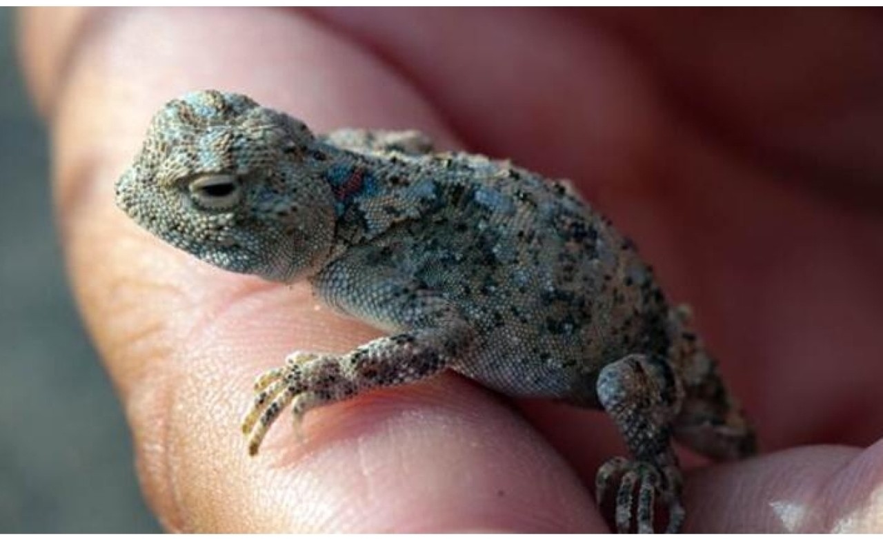 "Topbaş keleri" görenleri şaşırtıyor