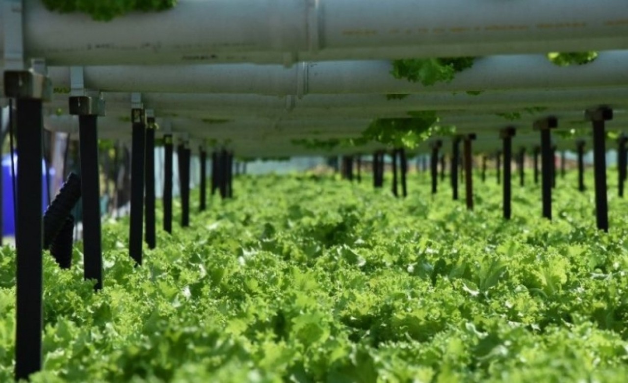 Toprak kullanmadan marul yetiştirmeye başladı,  üretim hızı 3 kat arttı