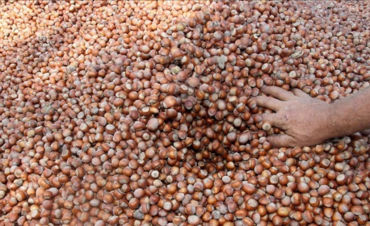 Türkiye'den 11 ayda 262 bin ton fındık ihraç edildi