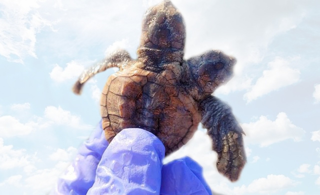 Türüne pek rastlanmayan çift başlı kaplumbağa bulundu