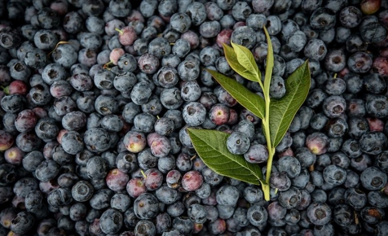 Yaban mersini üreticinin yüzünü güldürüyor