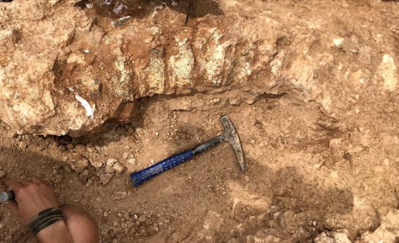 Yeni Zelanda'da insan boyunda penguen fosili bulundu