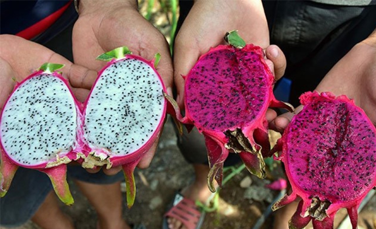 40 yıllık mesleğini bırakıp bir ilki gerçekleştirdi: "Masrafsız ve bakımı kolay"