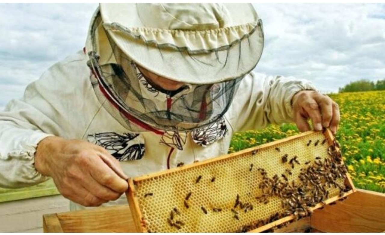 Adana'da kovan çaldığı iddia edilen kişi arı sokması sonucu hayatını kaybetti