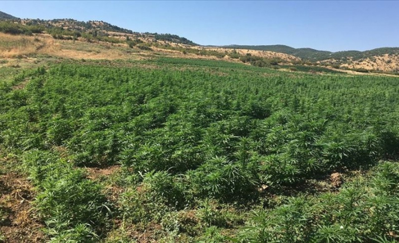 Diyarbakır'da operasyon: 6 milyon 56 bin 586 kök Hint keneviri ele geçirildi