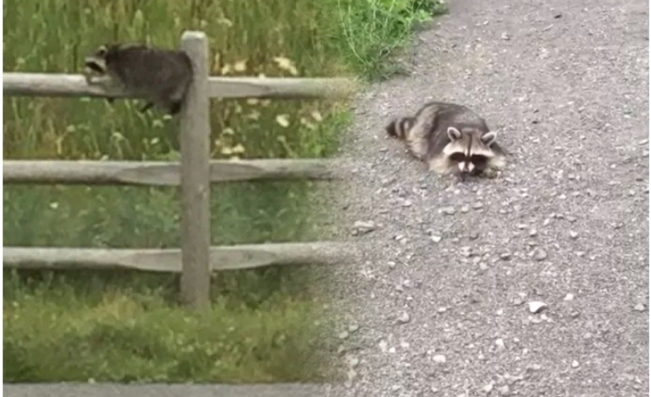 'Sarhoş Rakun' Alarmı!