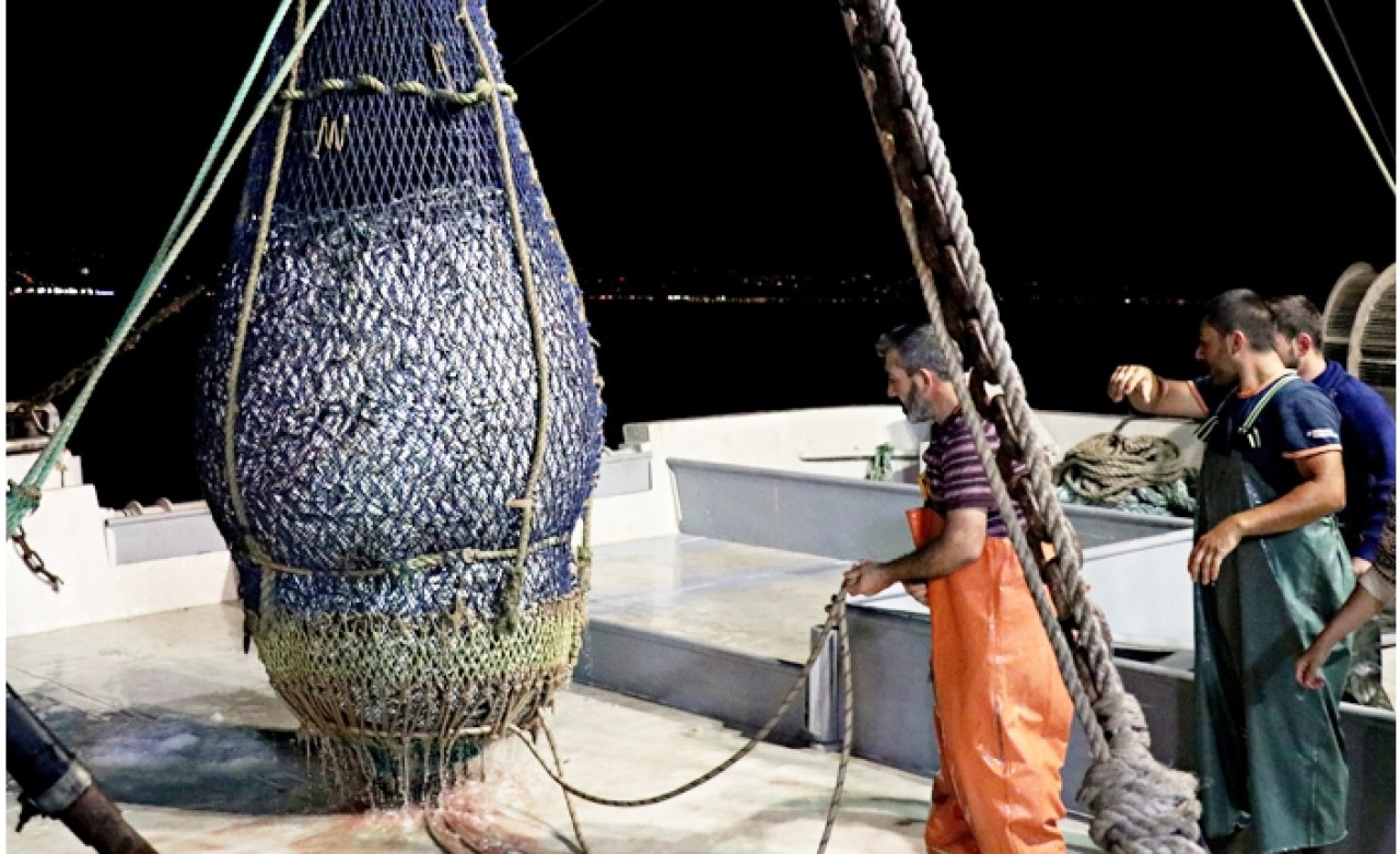 Karadeniz'de 'istavrit' bereketi! İlk ağdan 120 kasa çıktı