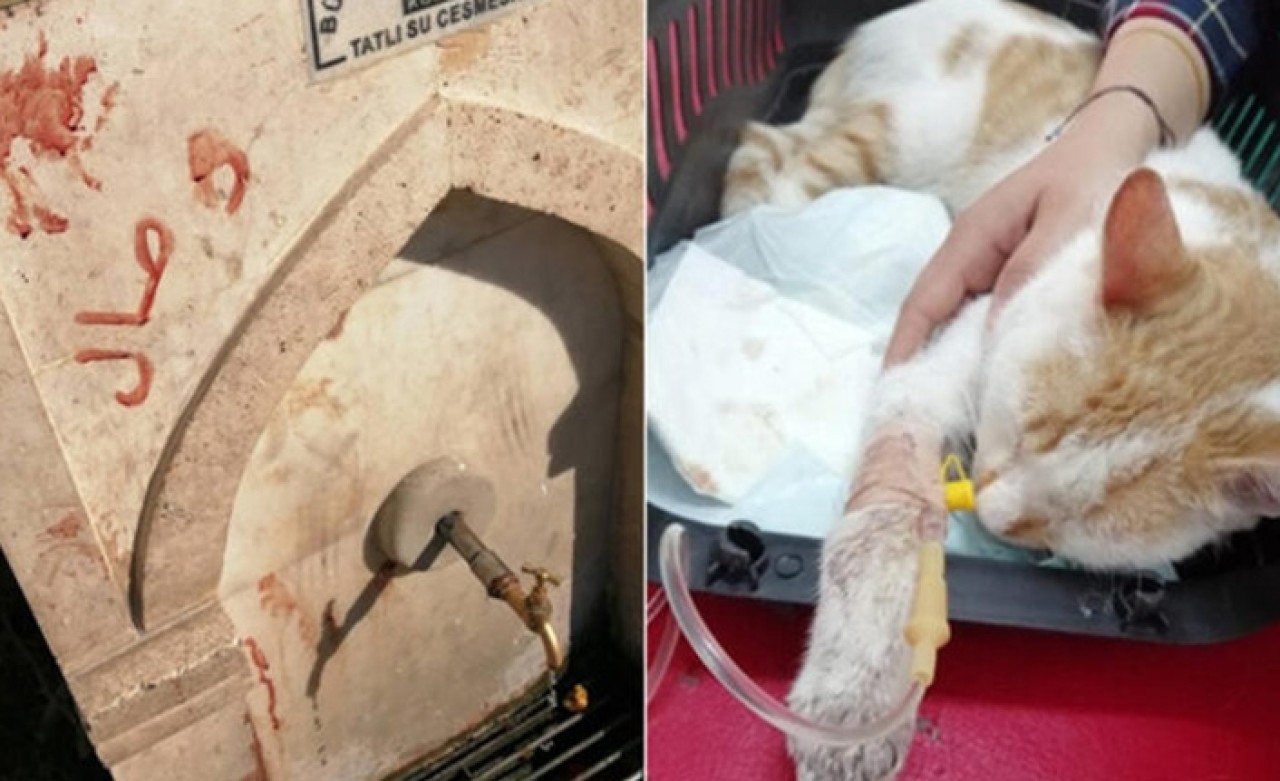 Kediye işkence edip kanıyla duvara yazı yazdılar