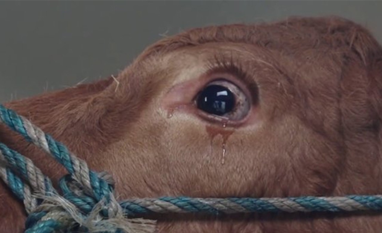 Kesimhaneye Götürüldüğünü Anlayan İnek Ağladı!