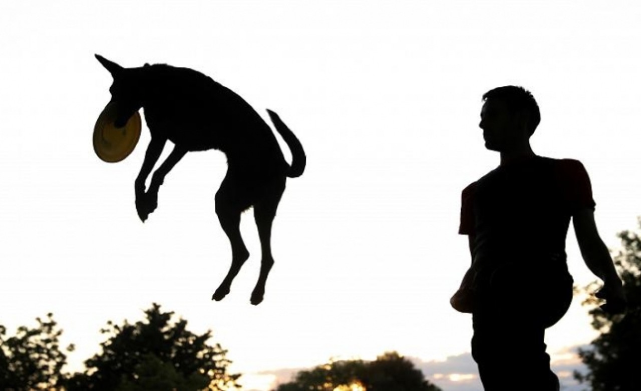 O Şehirde Köpek Sayısı Çocuk Sayısını Geçti!
