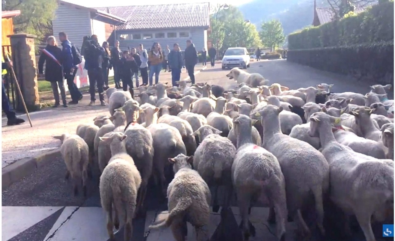 Halkın Yardımına Koyunlar Koştu!
