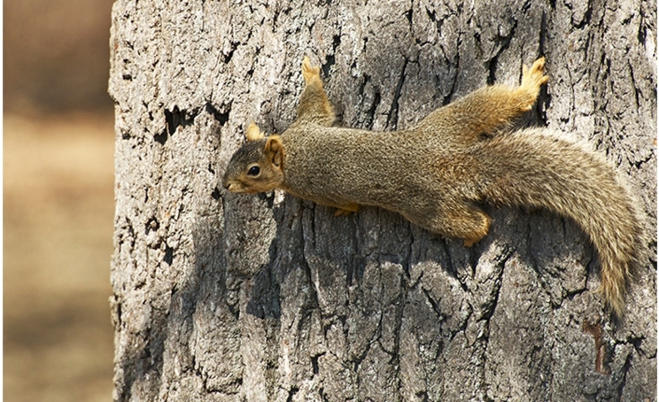 Tehlikeyi Anlamak İçin Bunu Yapıyorlar!