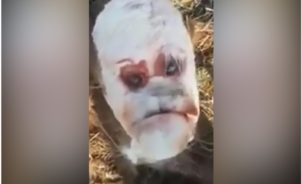 Videoyu İzleyenler Şaşkına Döndü!