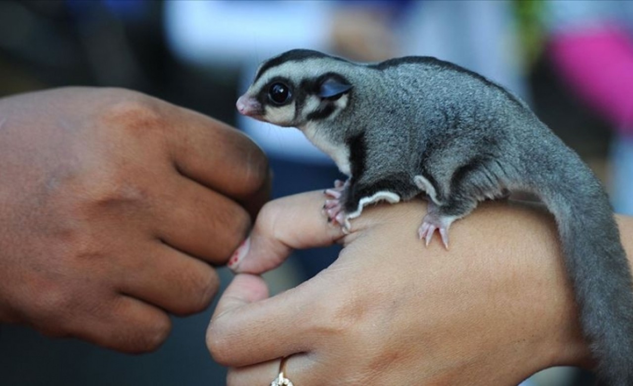 Yeni bir tür uçan sincap keşfedildi