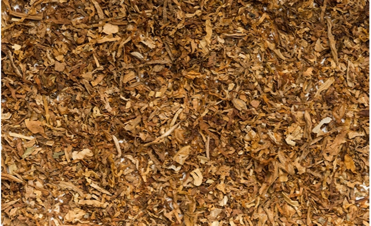 Tütünün Genetiğini Değiştirdiler!