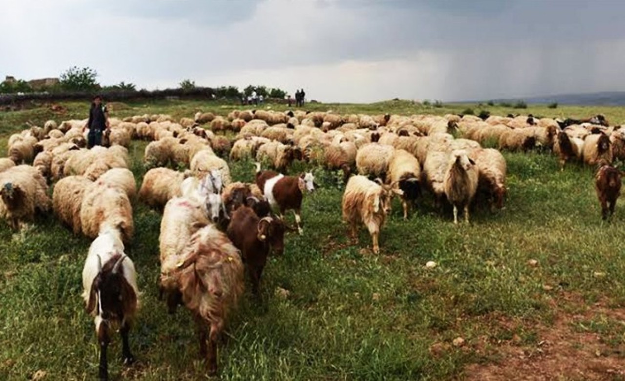 Çoban İhtiyacını Afganlar Giderecek!