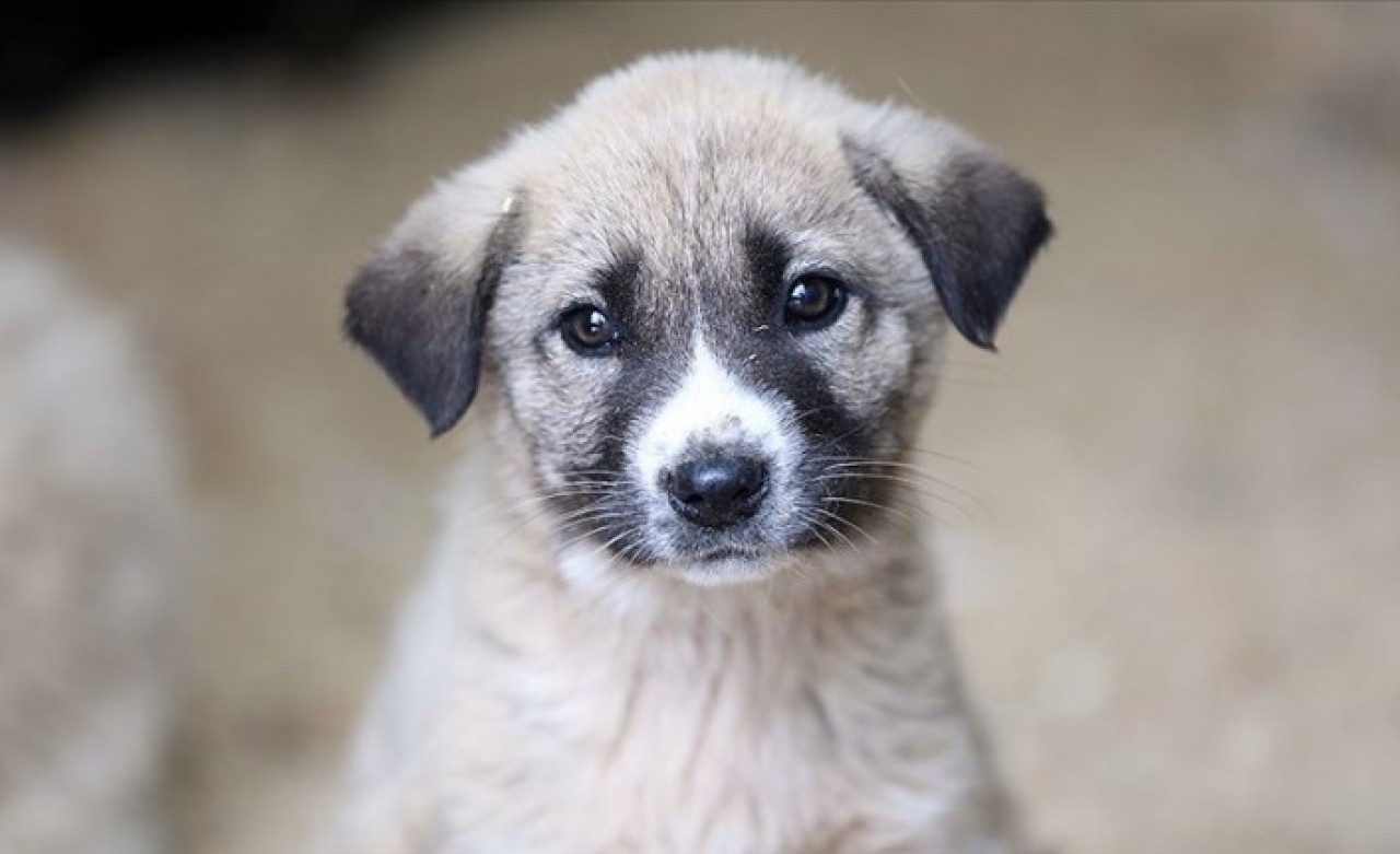 Evcil Hayvanını Sokağa Terk Edenlere Büyük Ceza!