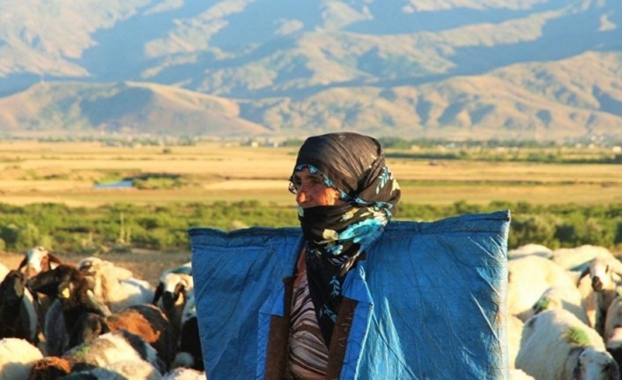 İŞKUR Çoban Yetiştirecek: Haftada 5 Gün Eğitim,  Yevmiye Devletten!