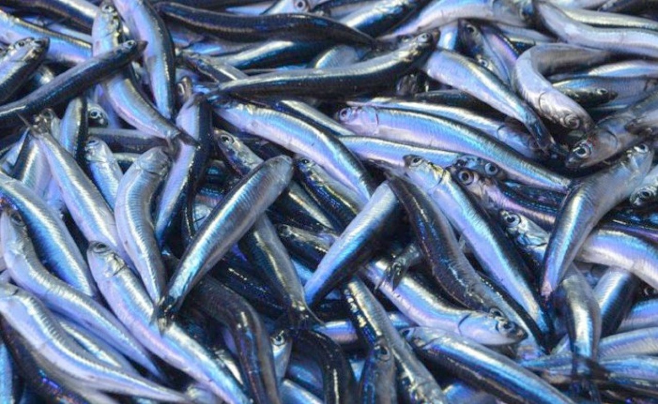 İstanbul'da Hamsinin Fiyatı Dudak Uçuklatıyor!