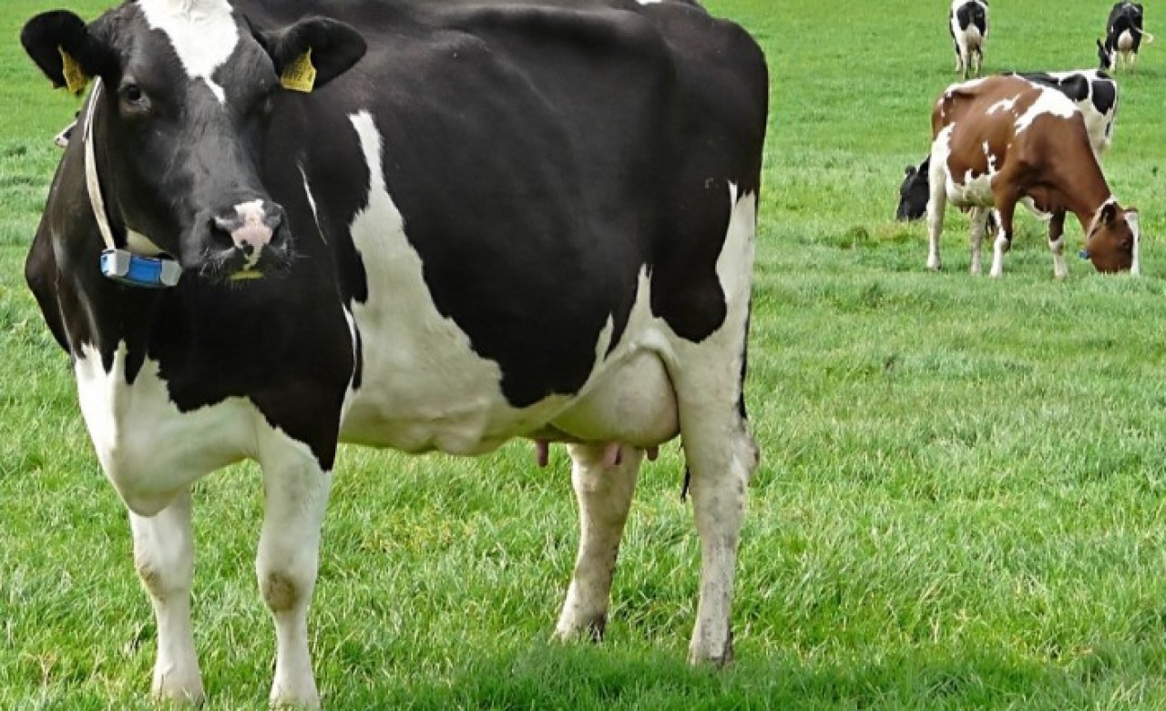 Suni Tohumlamada Irk Uyumu Gözetilecek!