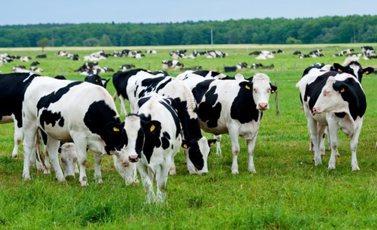 Türkiye Sığır Varlığında “Genetik Çöplüğe" mi Dönüşecek?