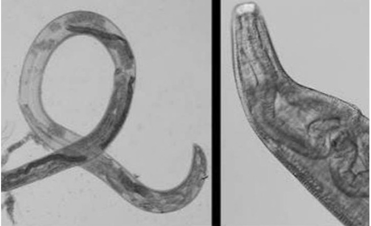 Sinekler Yüzünden Başına Gelmeyen Kalmadı!