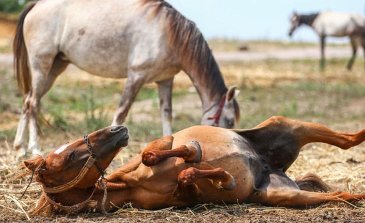 Adalar’da Ruam Hastalığı Alarmı: İnsanlara da Bulaşabiliyor