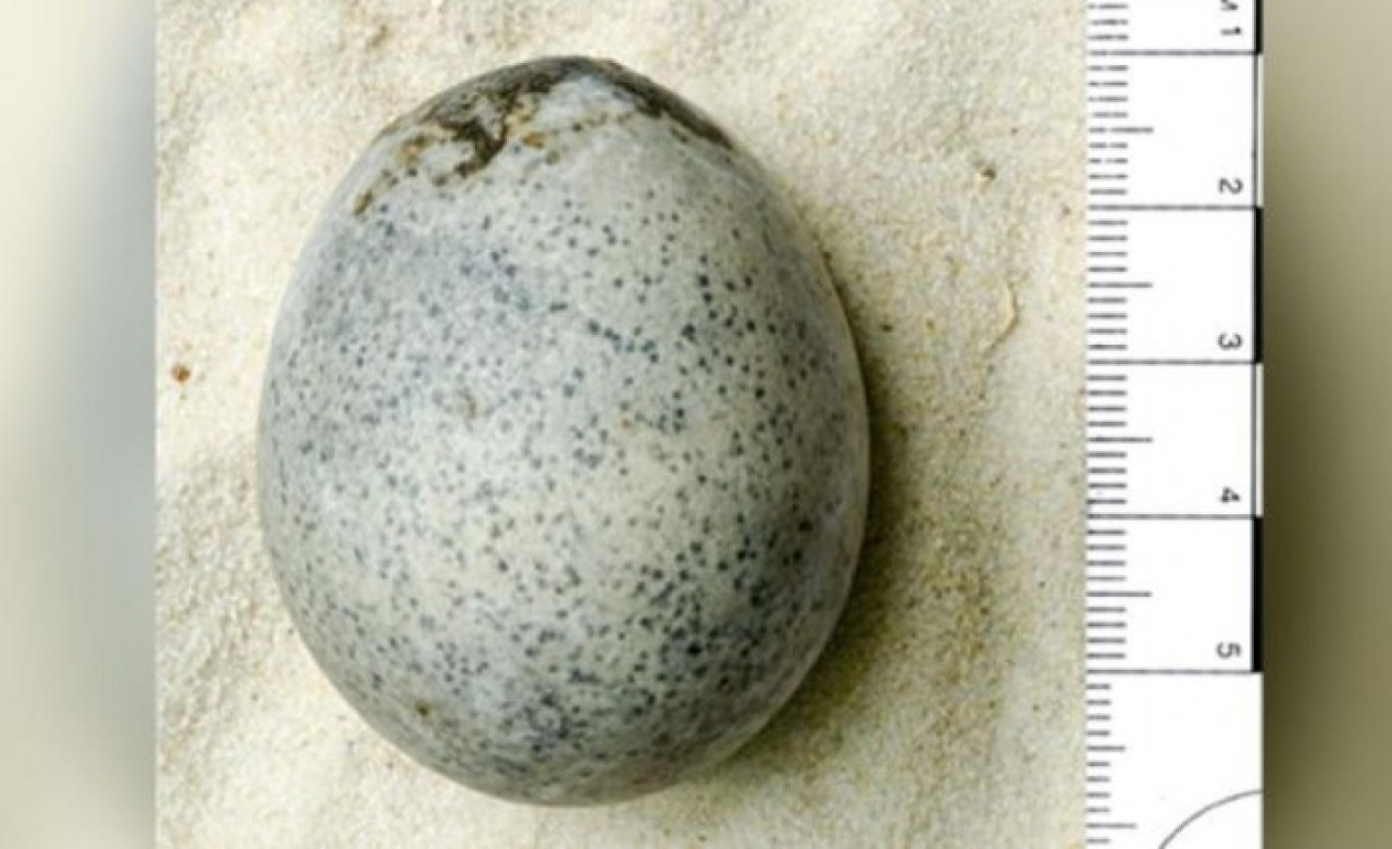 Arkeologlar Yanlışlıkla Yumurtaları Kırdı! Kokusu Bayıltacak Kadar Güçlü