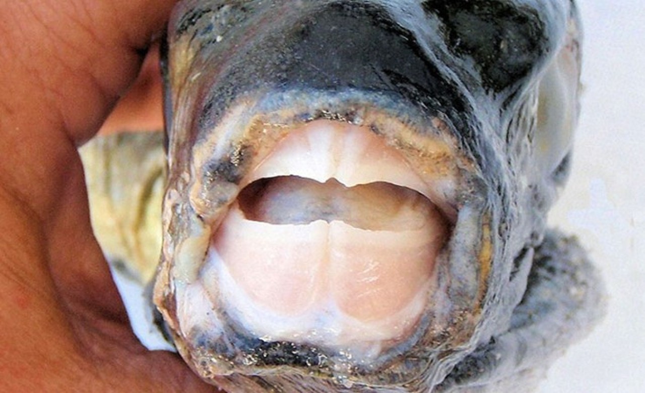 Bakanlık Harekete Geçiyor! 1 Kilo Getirene 5 Lira Prim