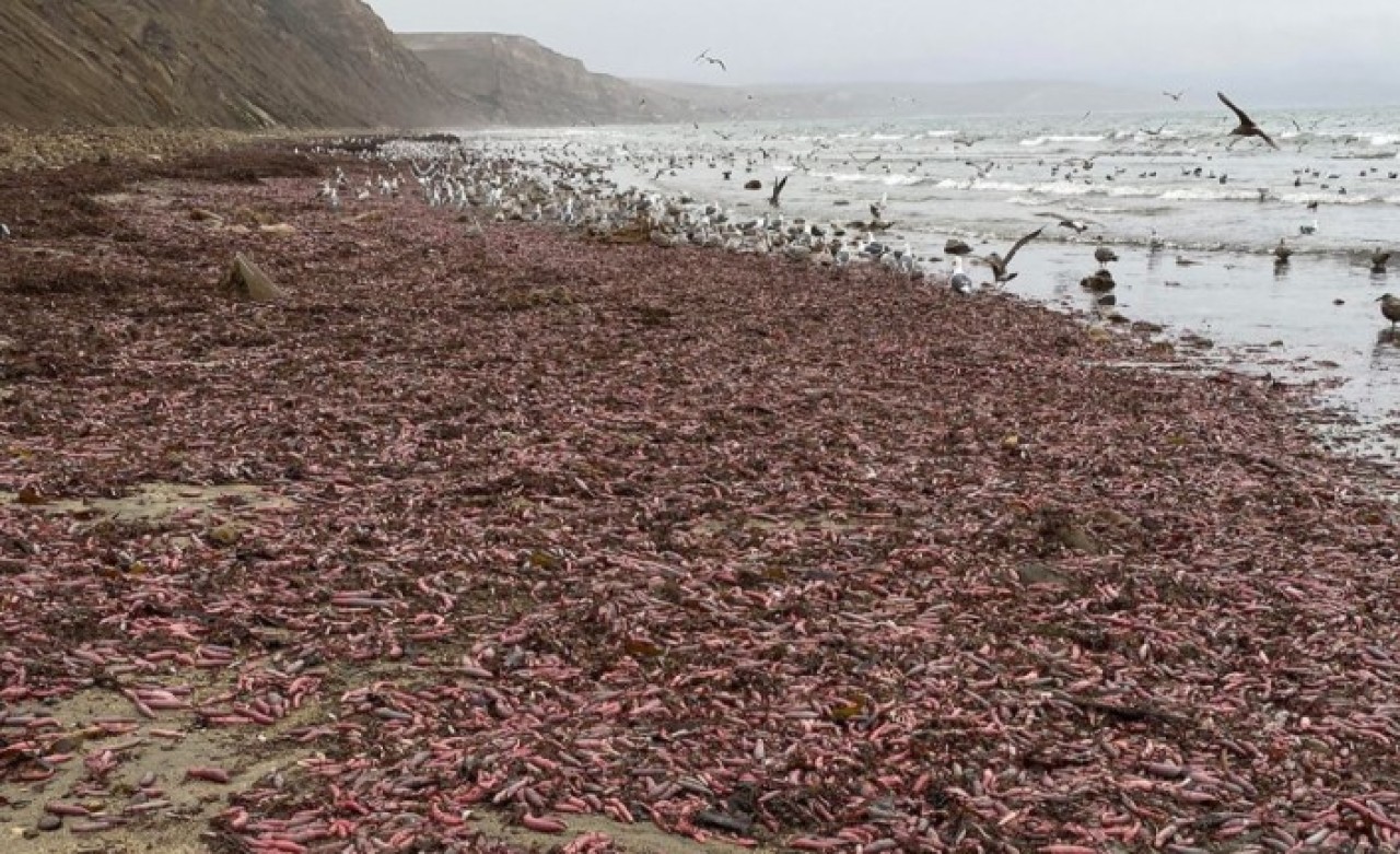 Fırtına Nedeniyle Binlercesi Kıyıya Vurdu!
