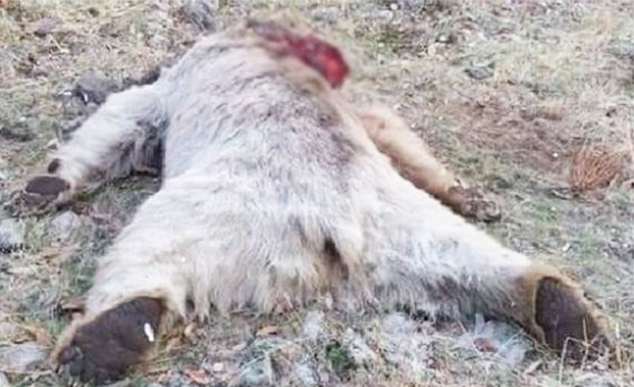 Hangi Ayı Vurdu Bu Boz Ayıyı!