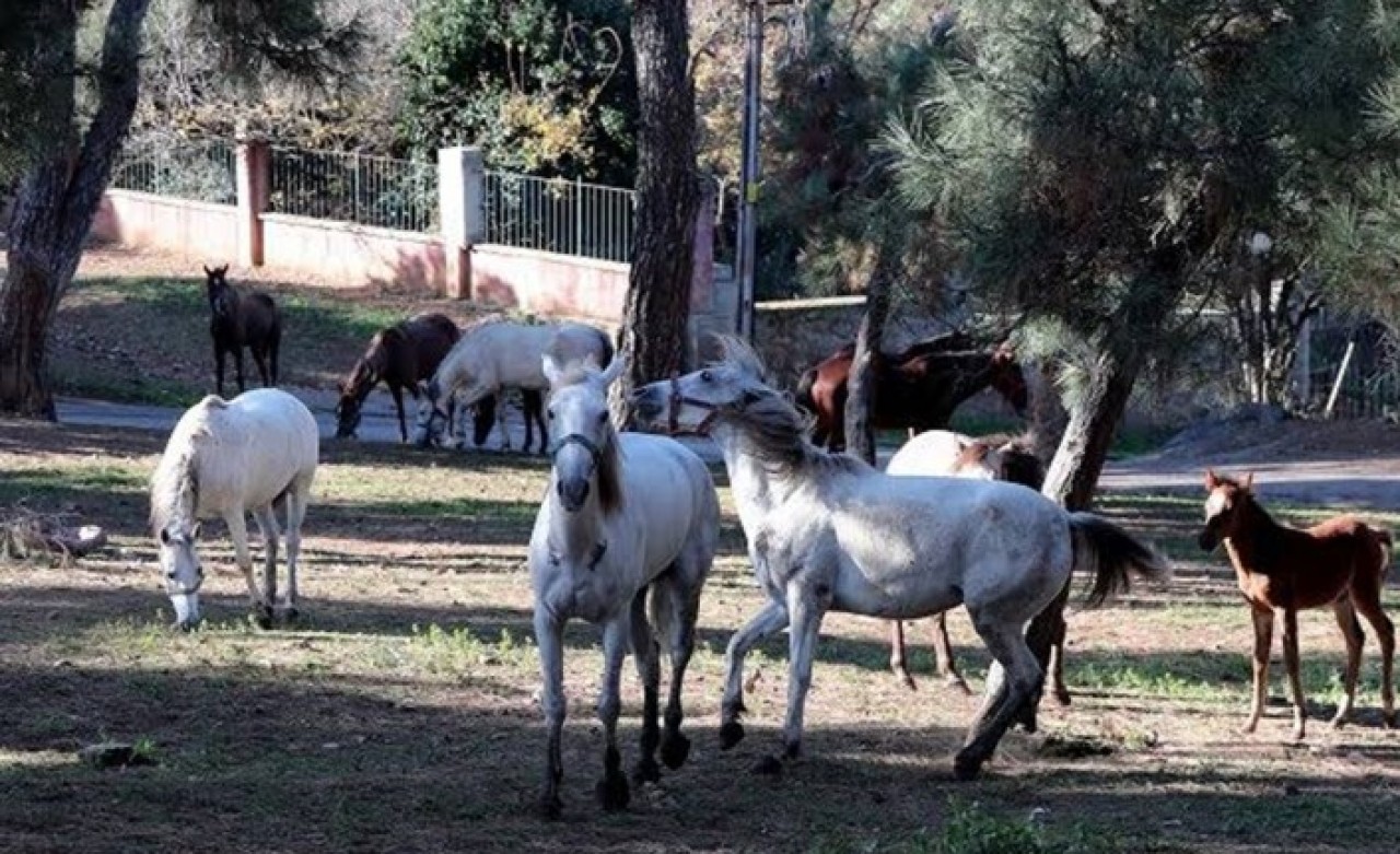 Sağlık Meslek Odaları'dan Ortak Ruam Açıklaması!