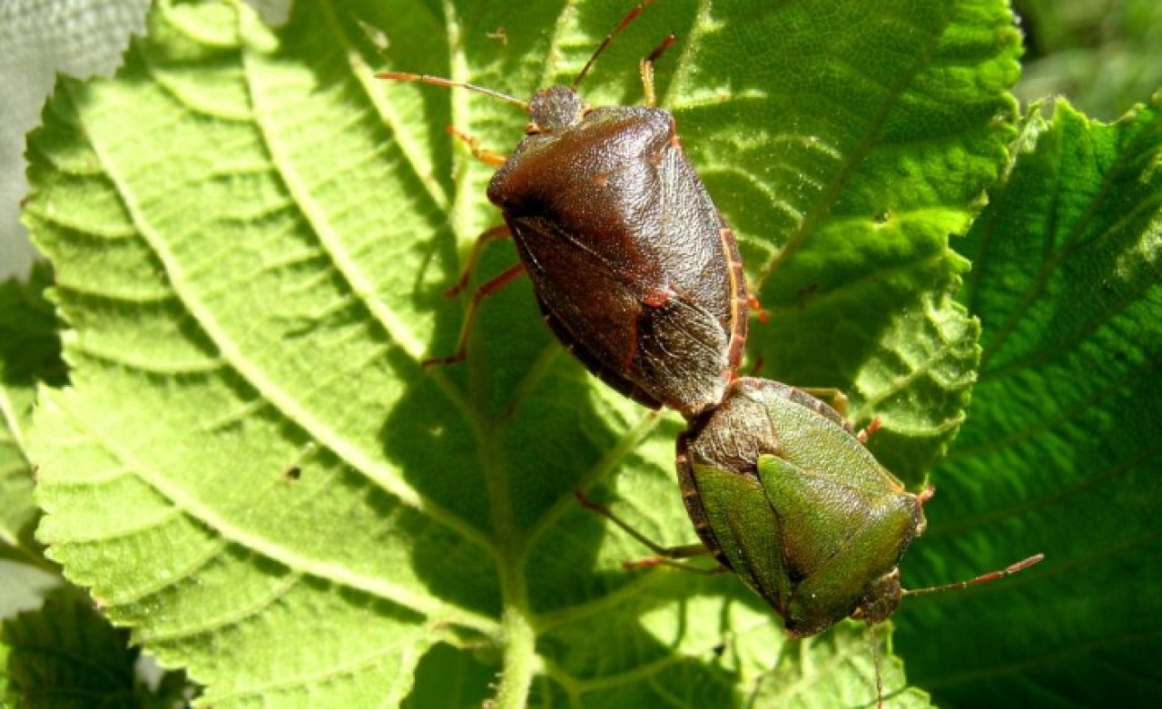 Bu Böcek 1 Milyar Dolar Zarara Neden Oldu!